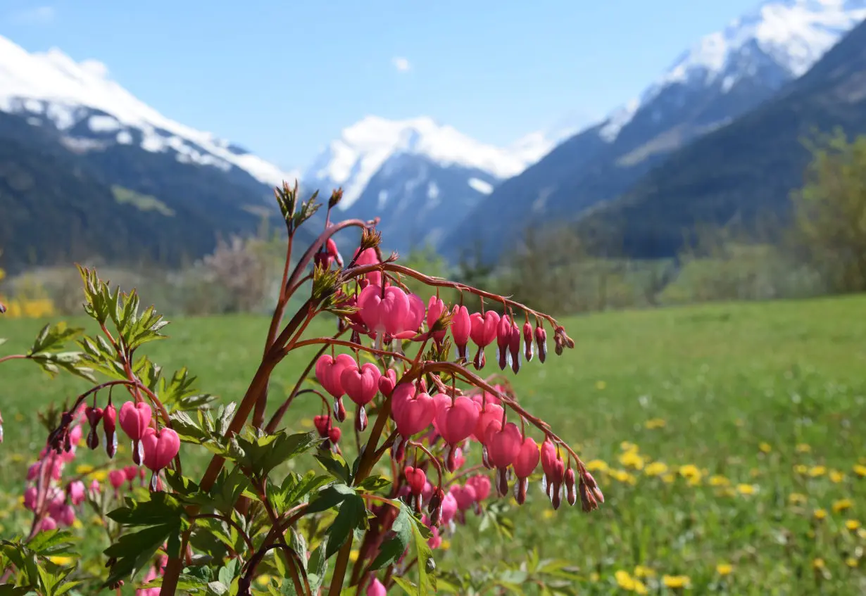 Schachernhof Schachernhof