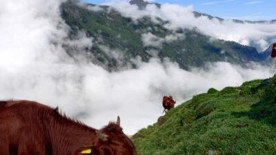 Unsere Kühe auf der Alm